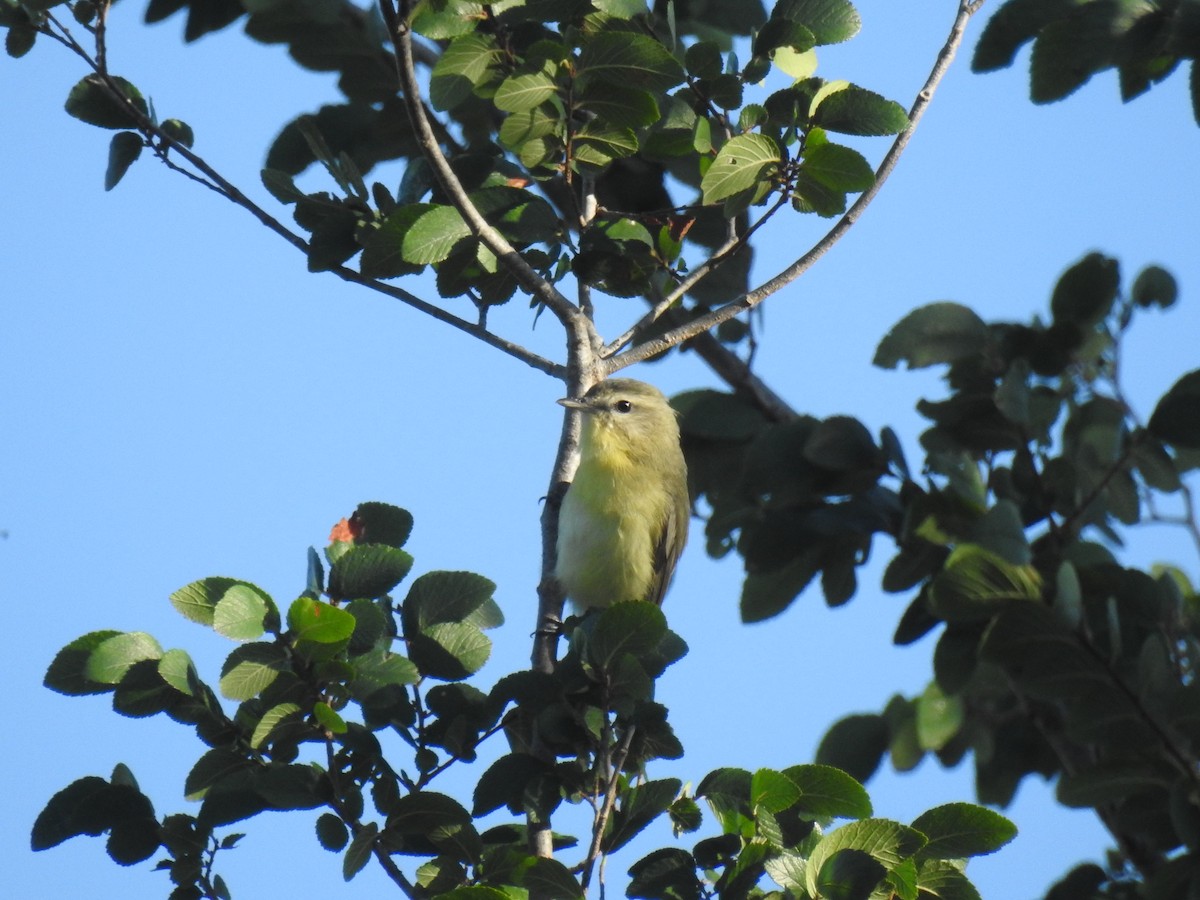 Philadelphia Vireo - Megan Lowery