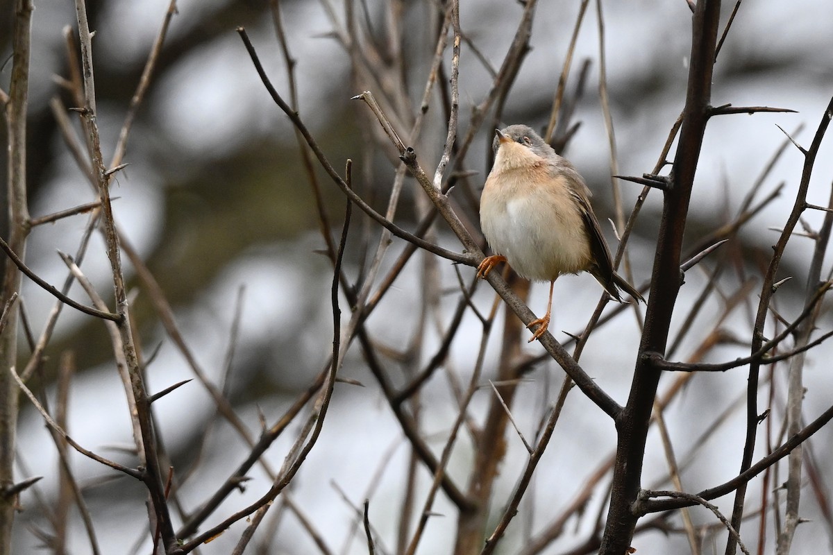 Western Subalpine Warbler - Paul Dufour