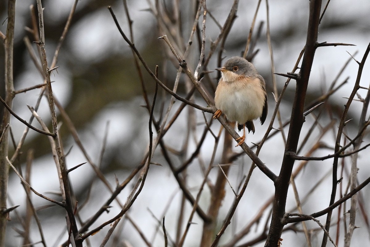 Western Subalpine Warbler - ML619178009