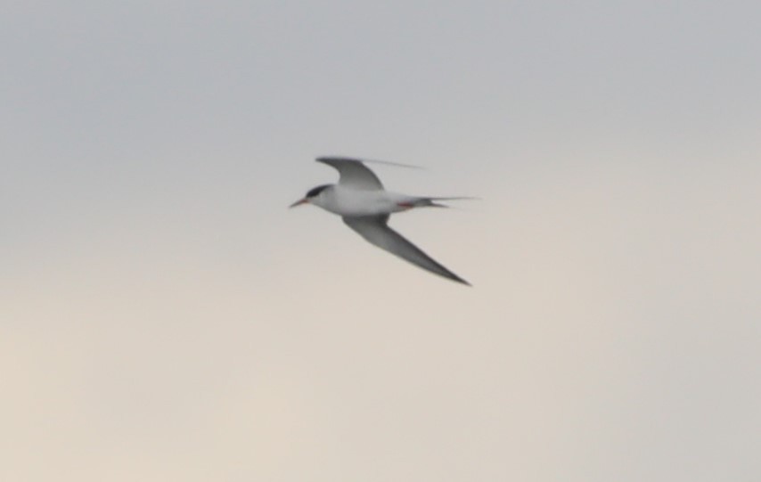 Common Tern - "Chia" Cory Chiappone ⚡️