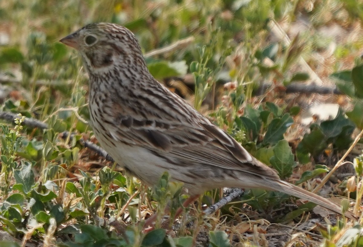 Vesper Sparrow - Phill and Lis Henry