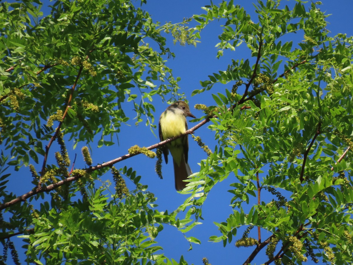 Great Crested Flycatcher - ML619178042