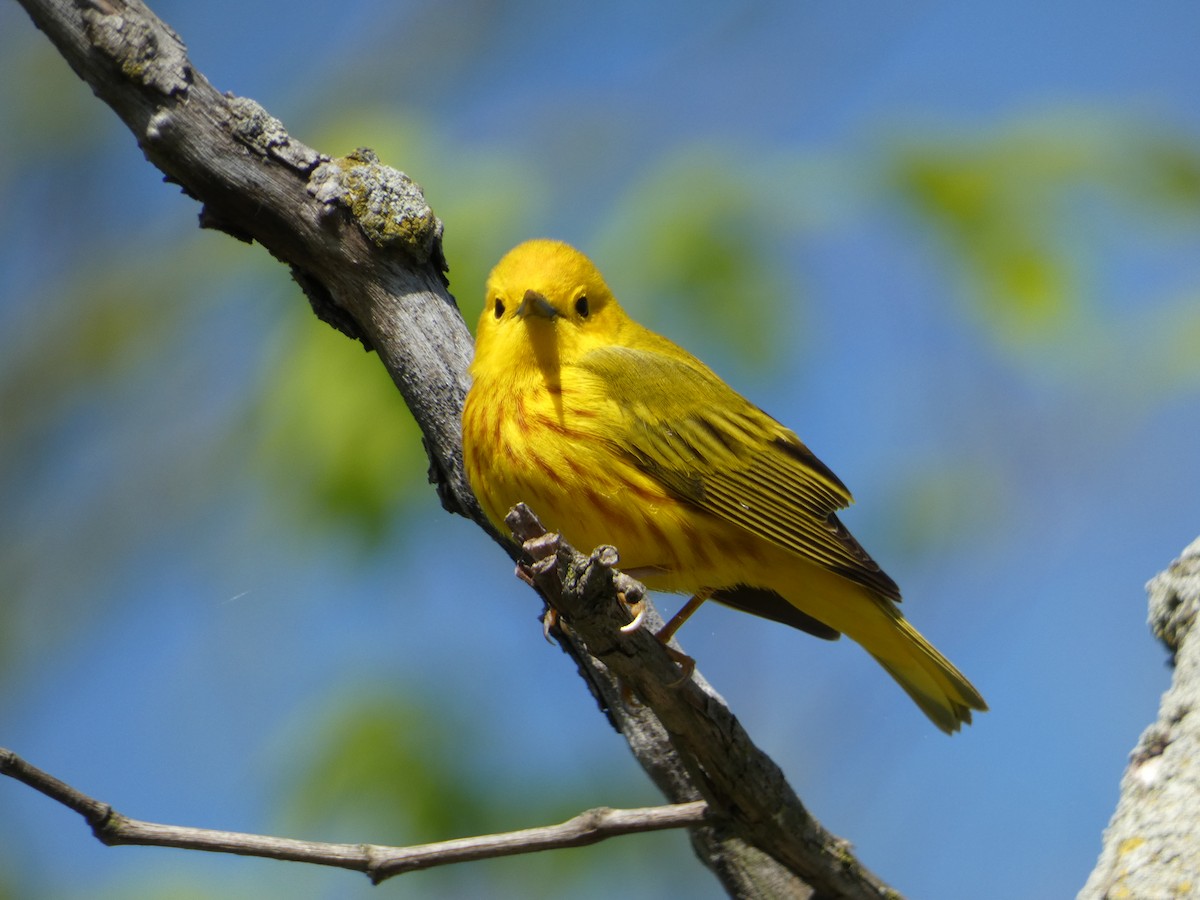 Yellow Warbler - PJ M