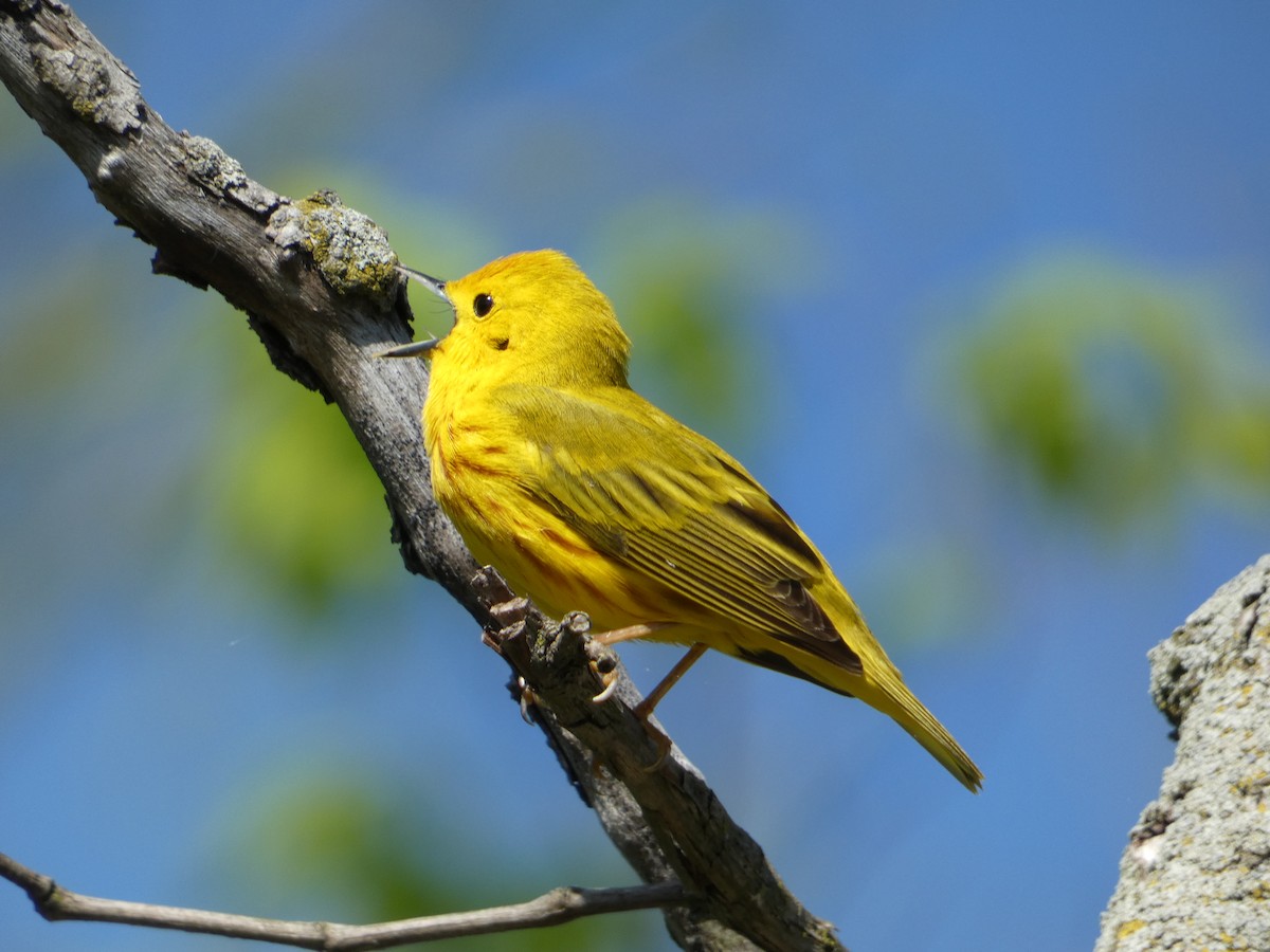 Yellow Warbler - PJ M