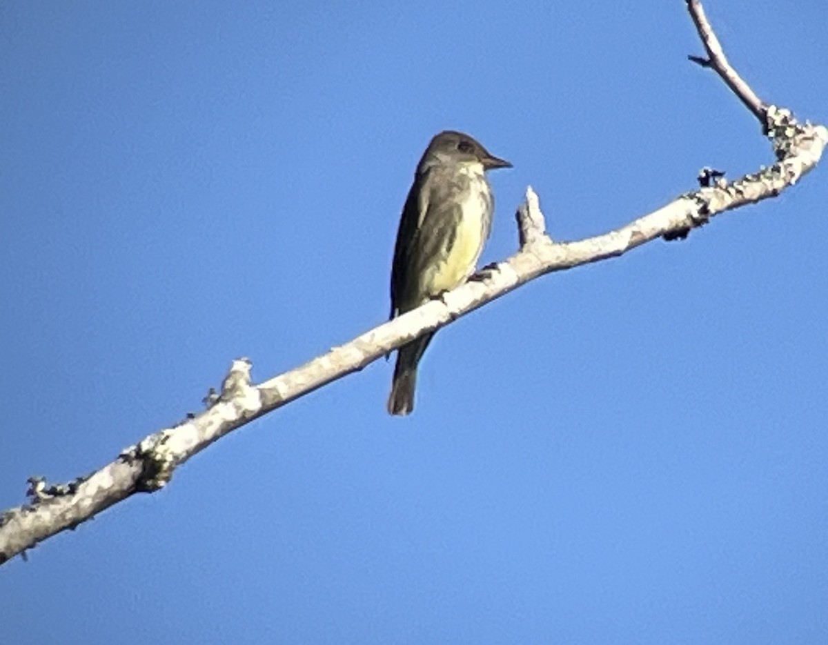 Olive-sided Flycatcher - ML619178046