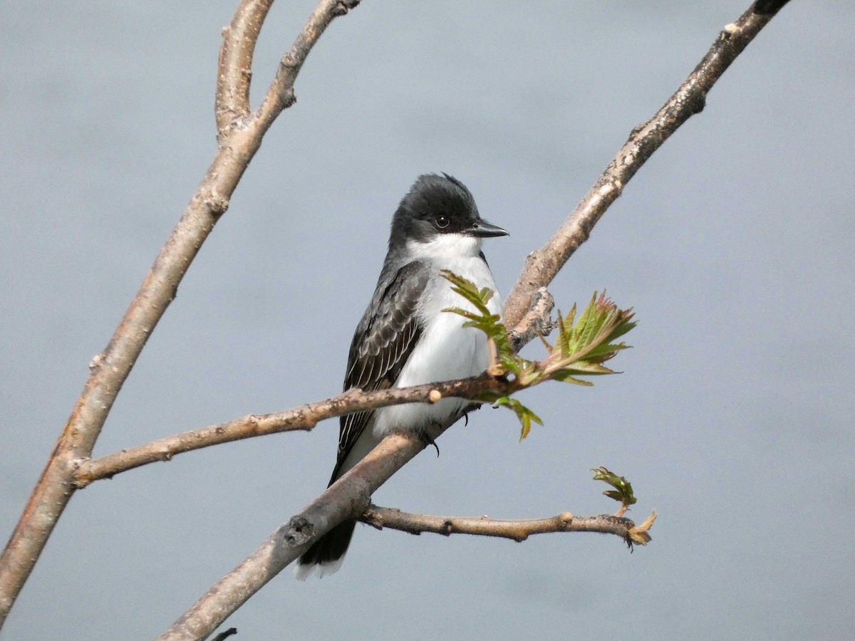 Eastern Kingbird - Larry Morin