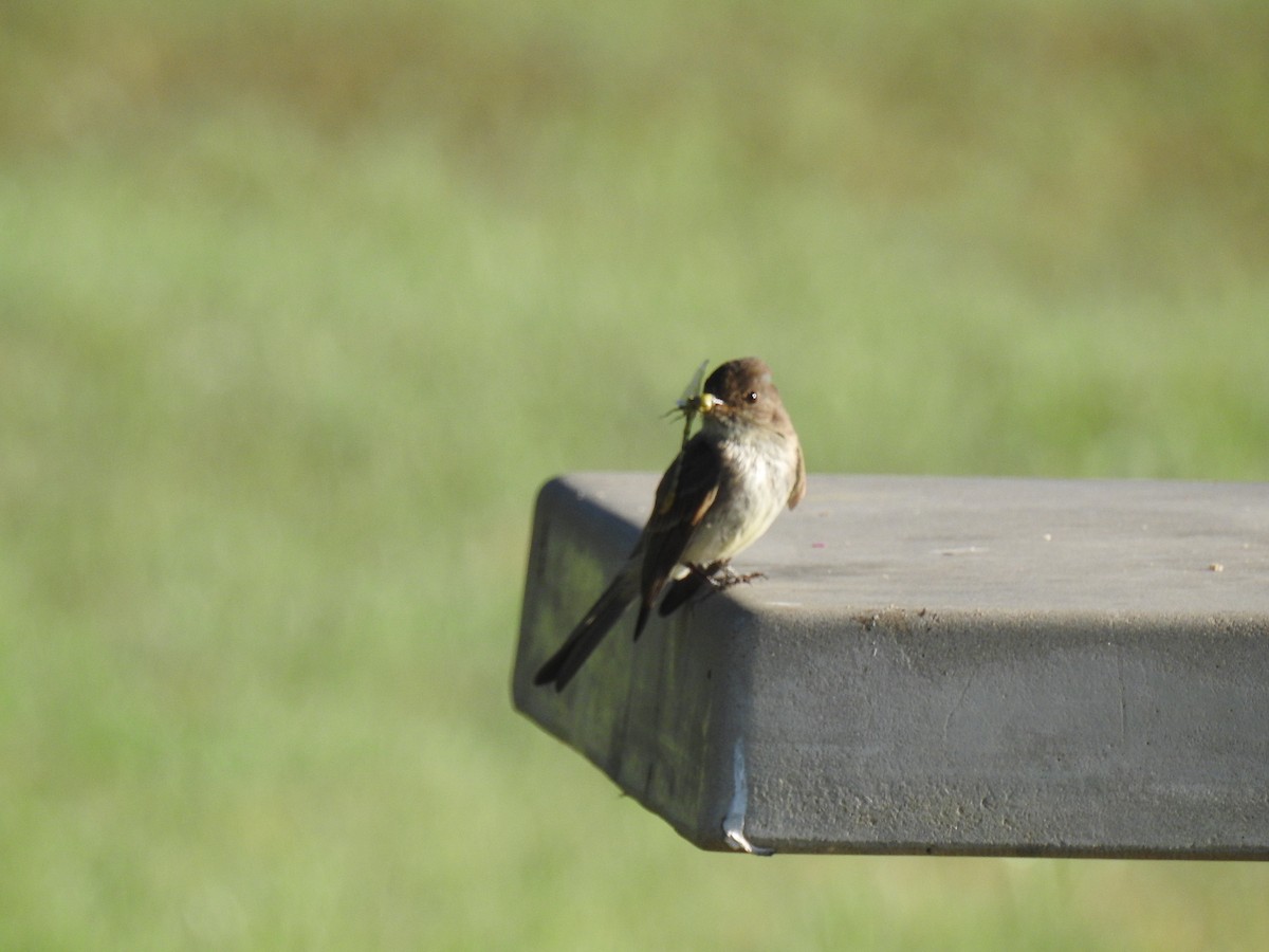 Eastern Phoebe - Megan Lowery