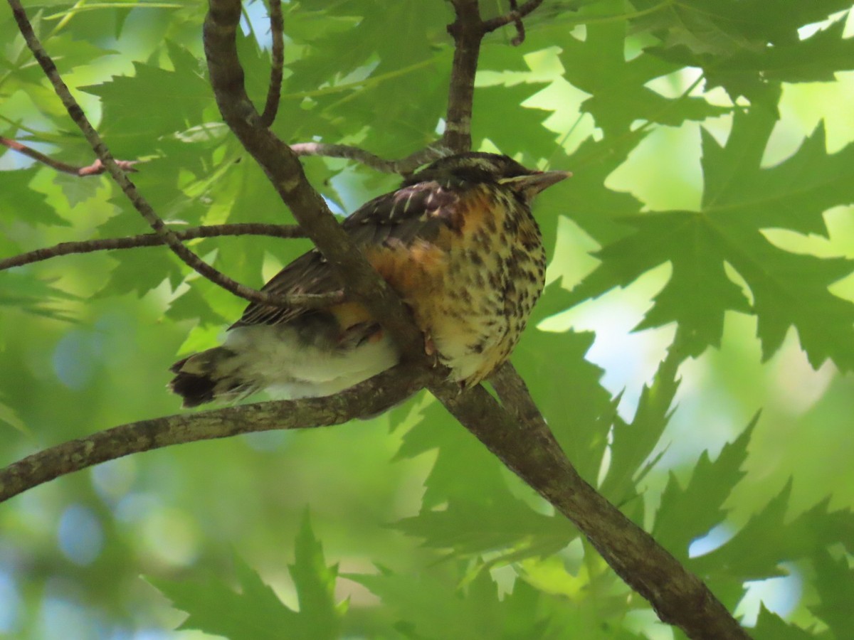 American Robin - ML619178061