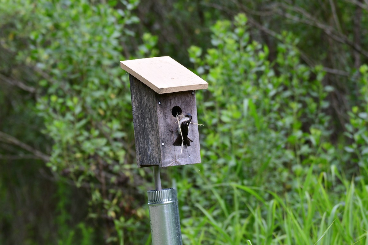 Tree Swallow - John Becker