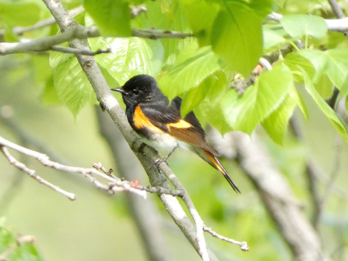 American Redstart - ML619178065