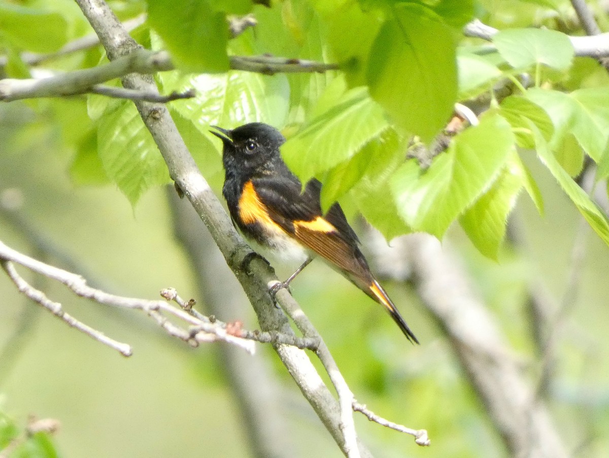 American Redstart - ML619178066