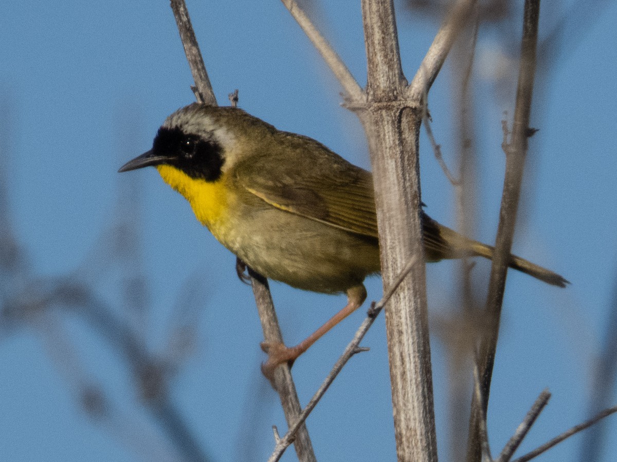 Common Yellowthroat - Tom Nagel