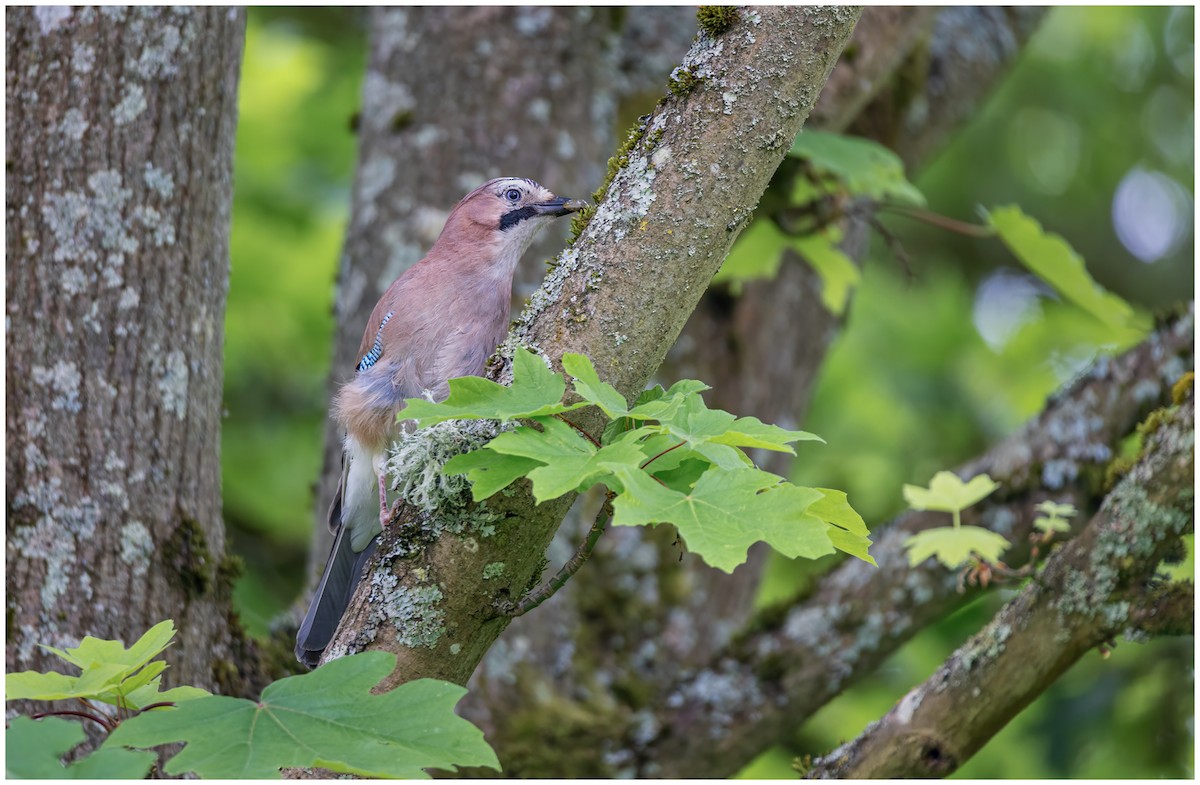 Eurasian Jay - Brian Slade