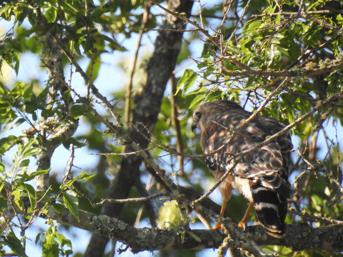 Red-shouldered Hawk - Megan Lowery