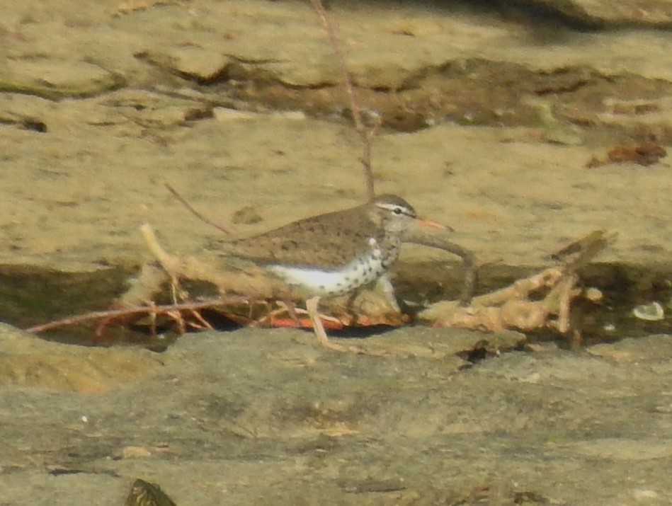 Spotted Sandpiper - Megan Lowery