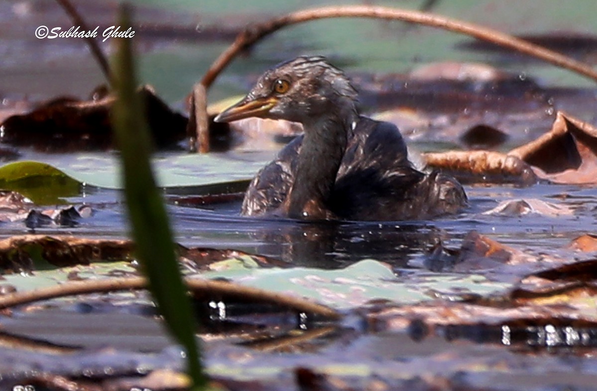 Little Grebe - SUBHASH GHULE