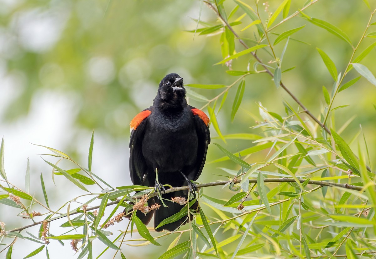 Red-winged Blackbird - Jim Easton