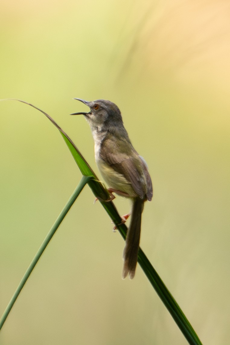 Yellow-bellied Prinia - Richard Edden