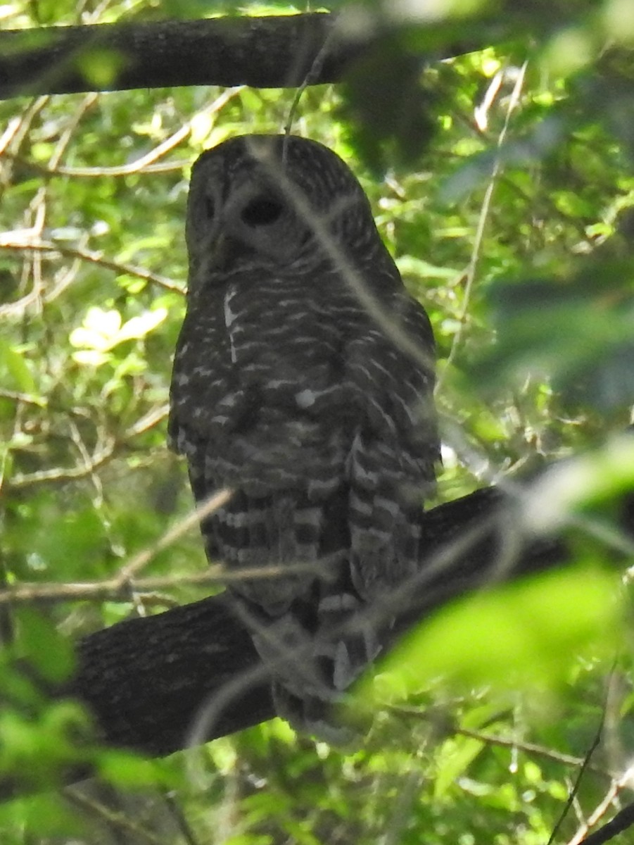 Barred Owl - Megan Lowery