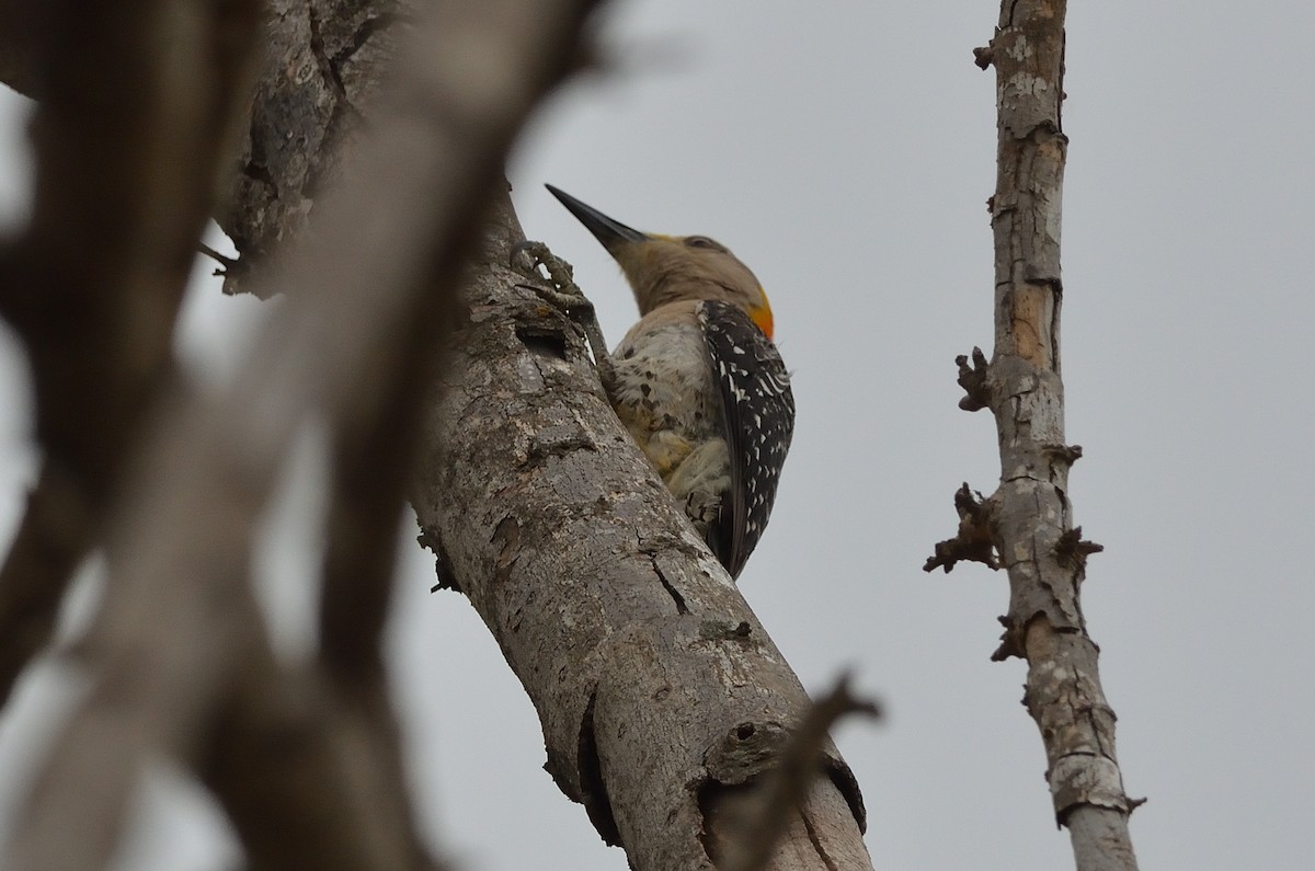 Golden-fronted Woodpecker - Don Bernhard