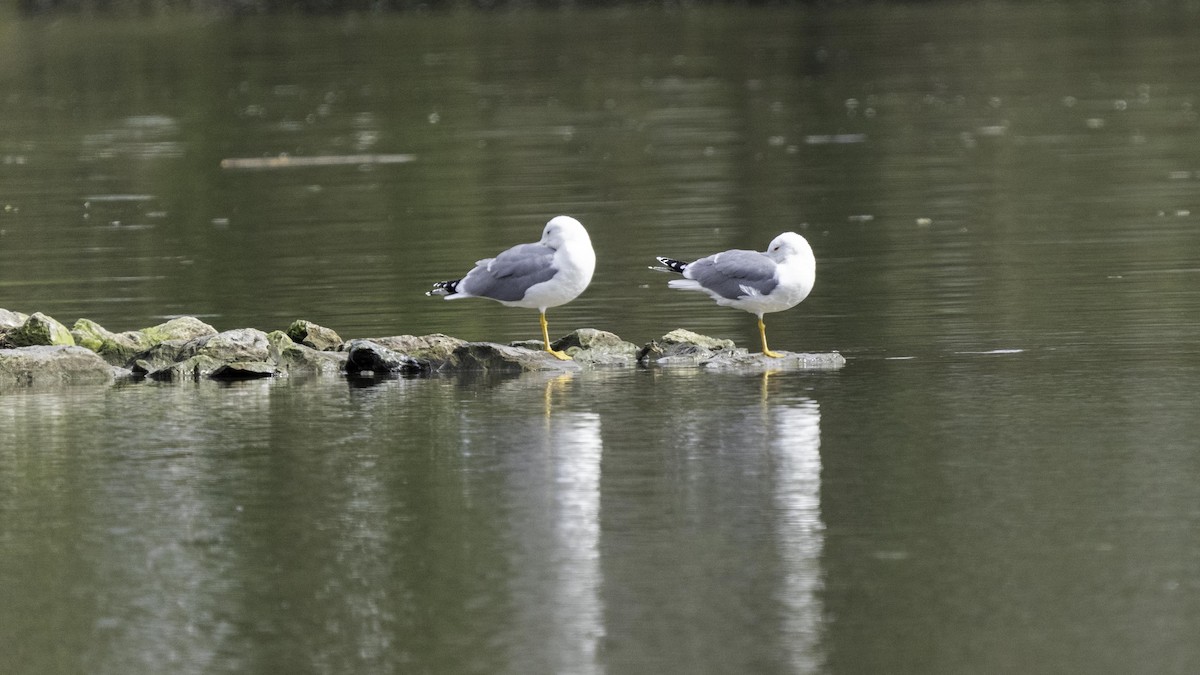 Yellow-legged Gull - Holger Schneider