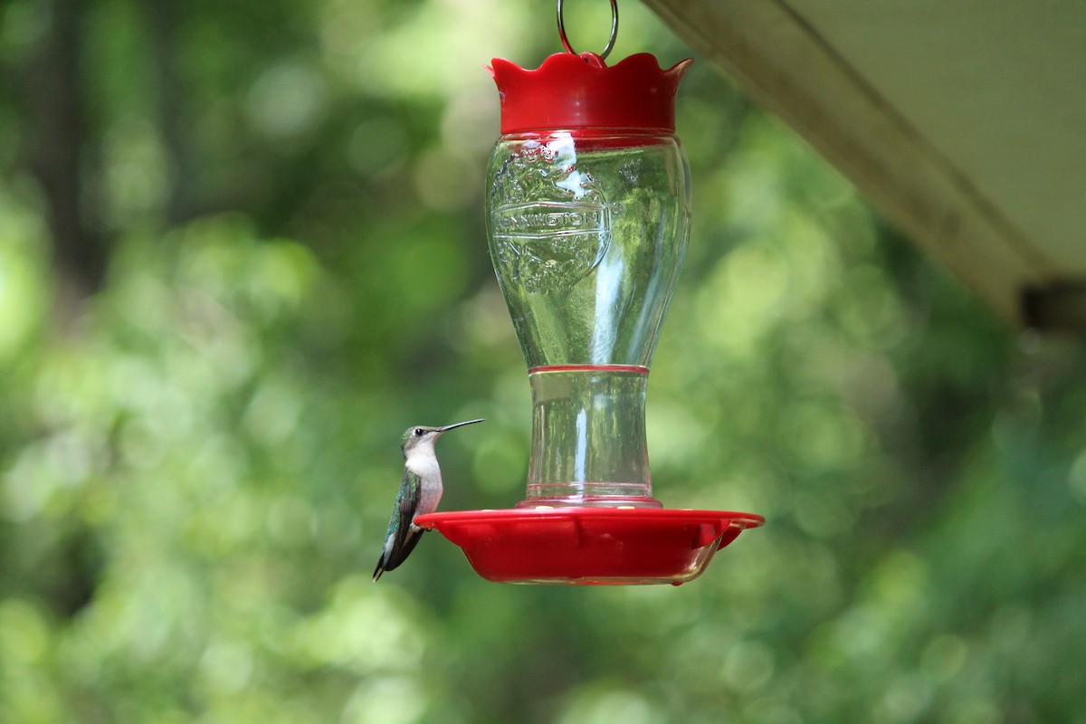 Ruby-throated Hummingbird - Lori Free