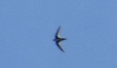 White-throated Swift - ML619178190