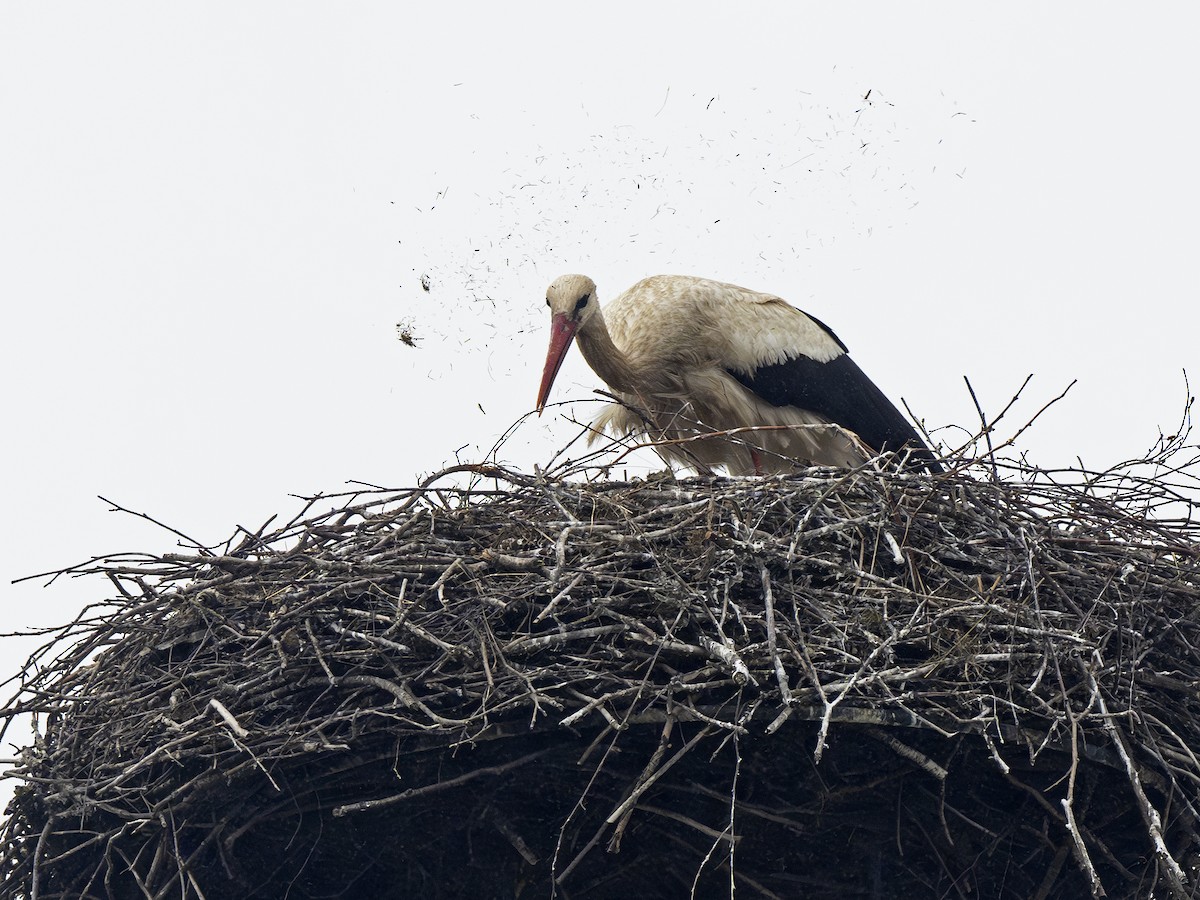 White Stork - Radek Papranec