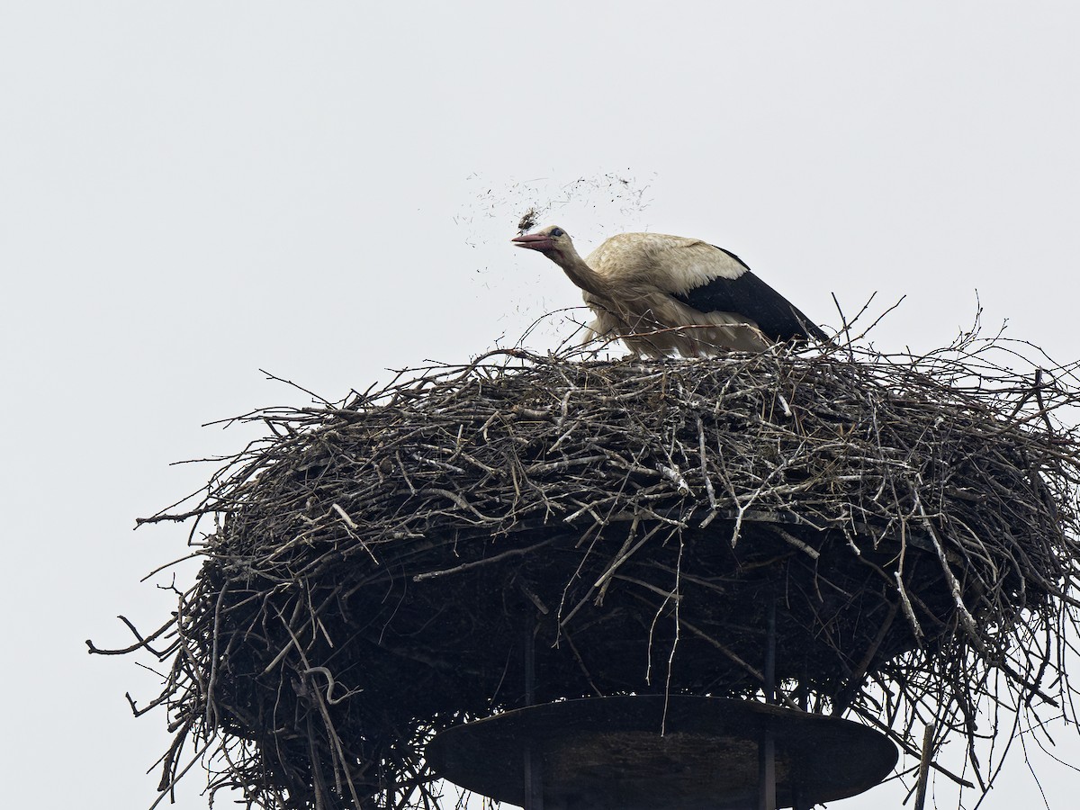White Stork - Radek Papranec