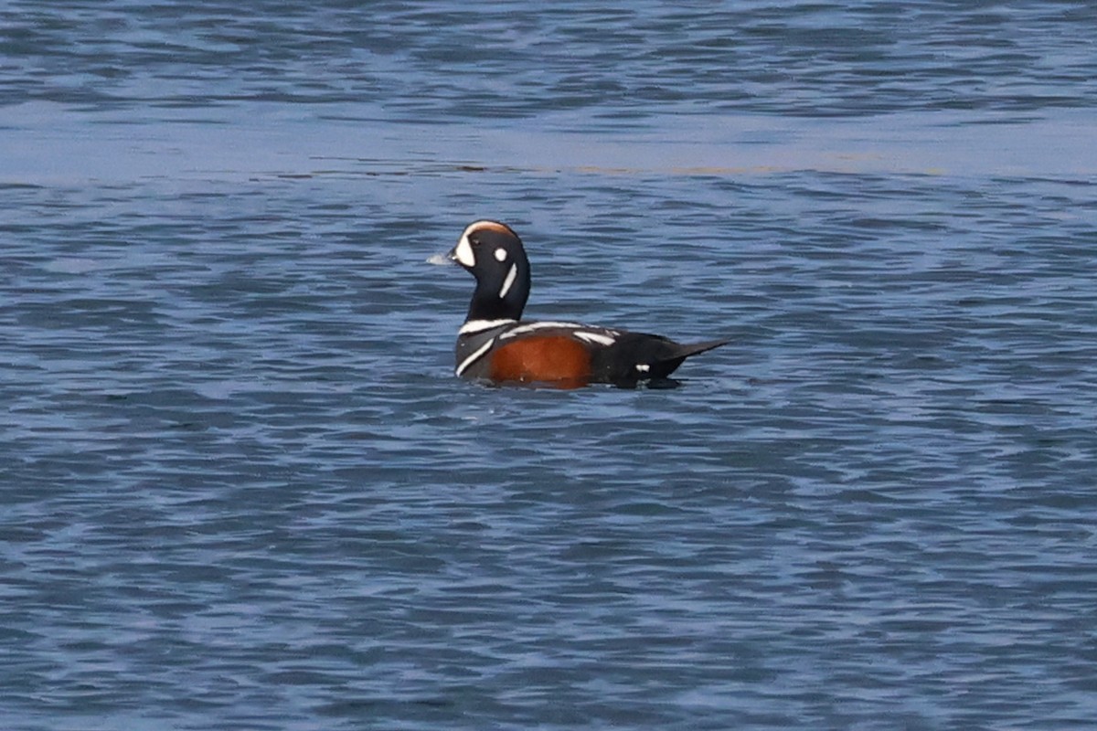 Harlequin Duck - 佑淇 陳