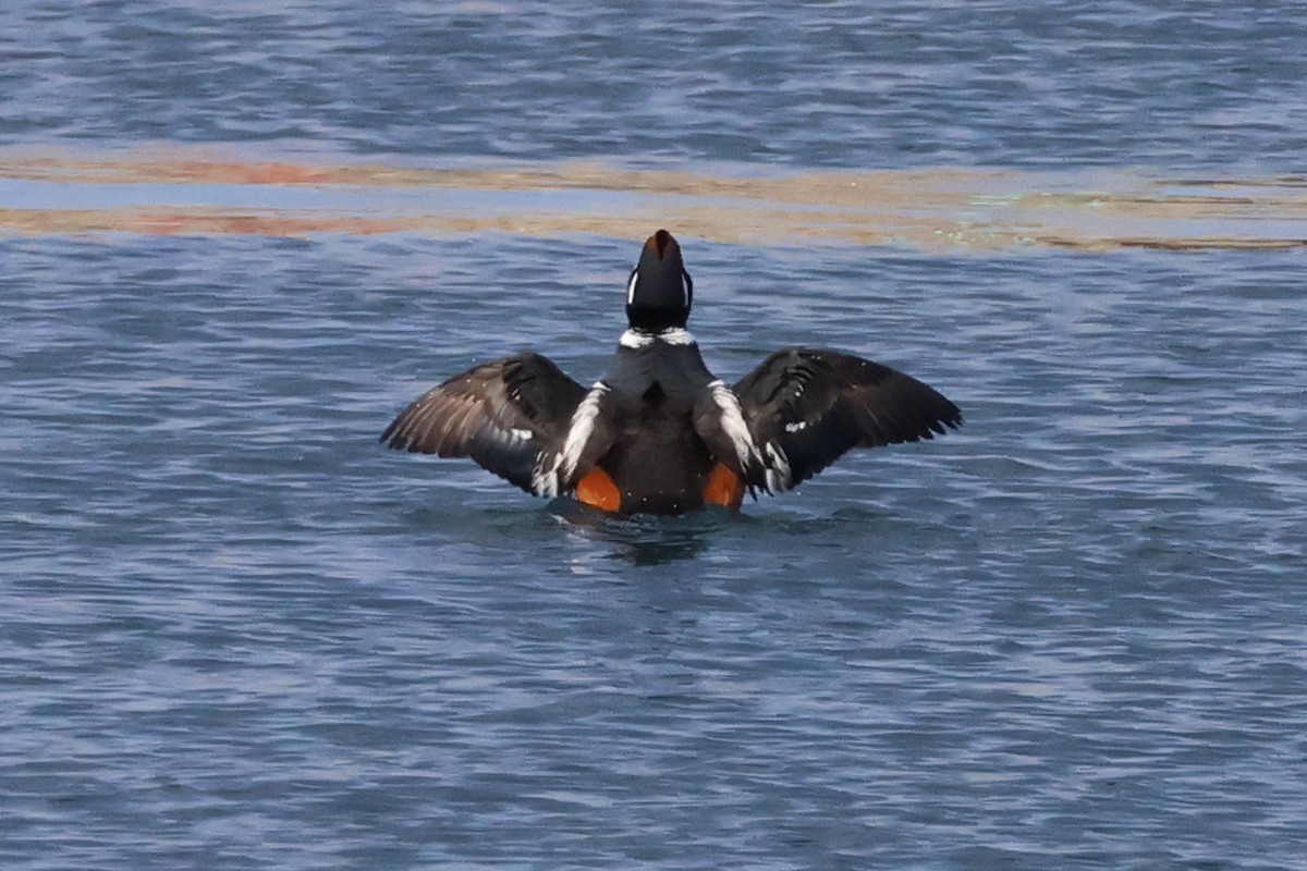 Harlequin Duck - ML619178209