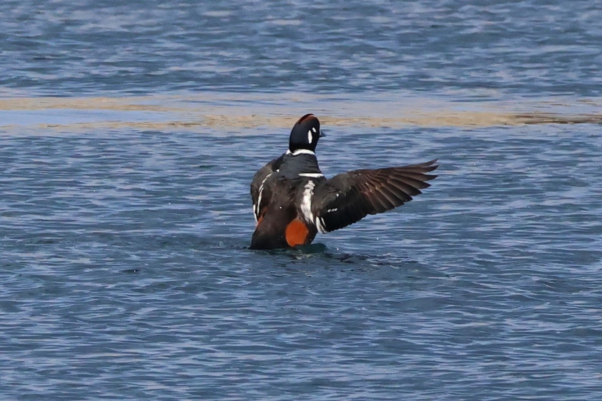 Harlequin Duck - 佑淇 陳