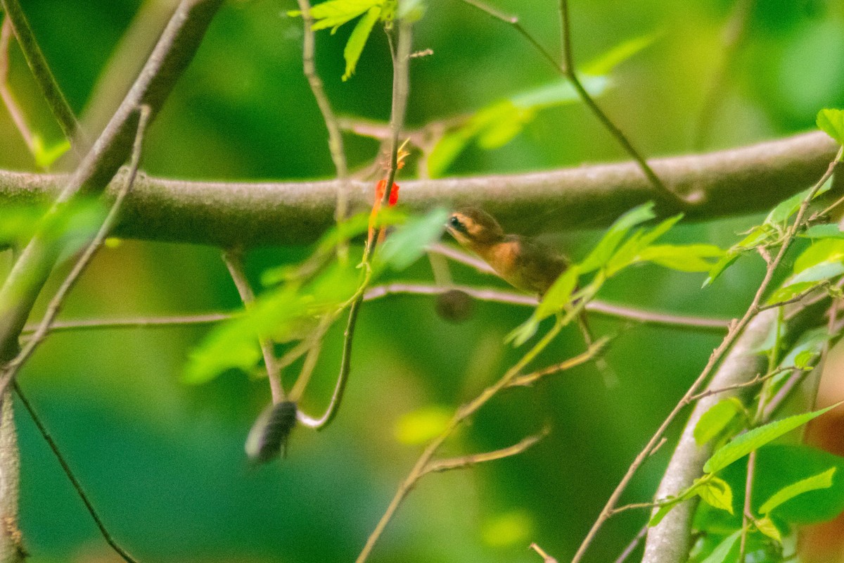 Пестрогорлый колибри-отшельник - ML619178215