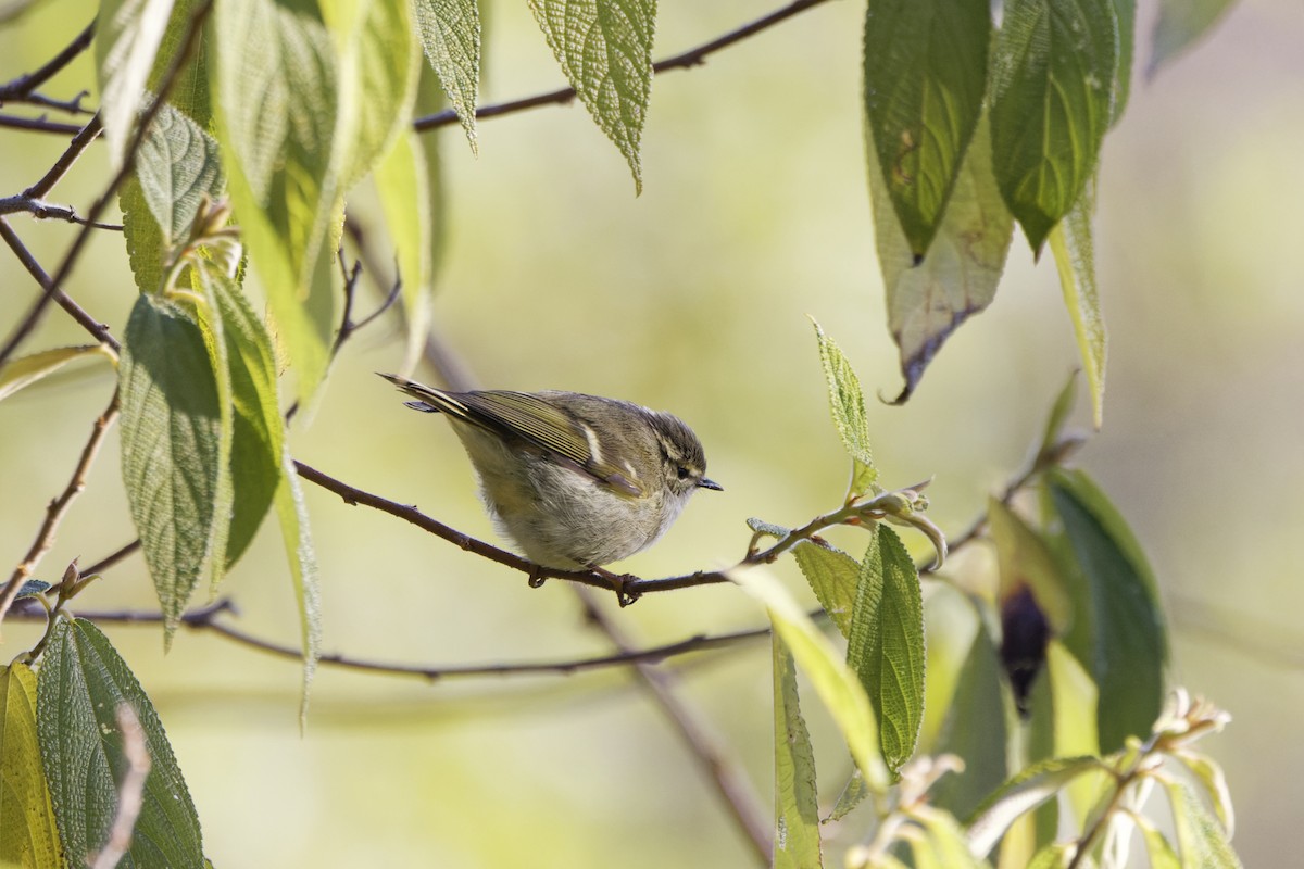 Lemon-rumped Warbler - David Wright