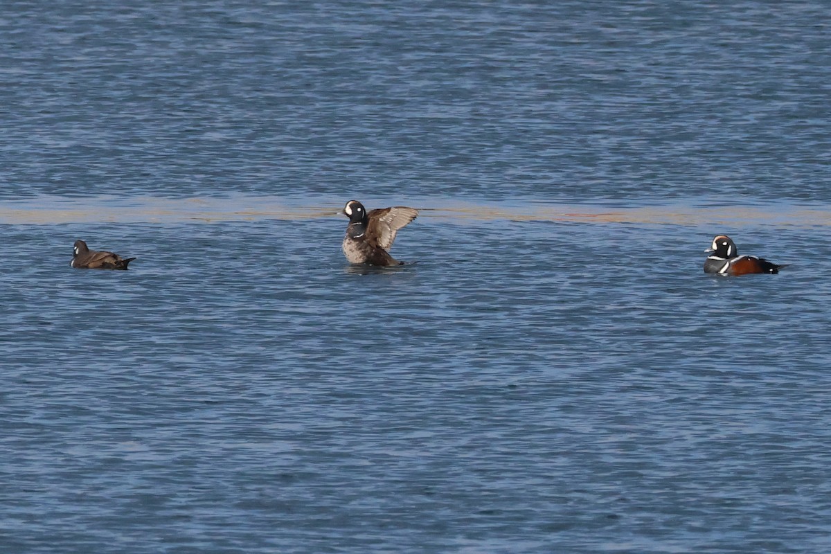 Harlequin Duck - ML619178220