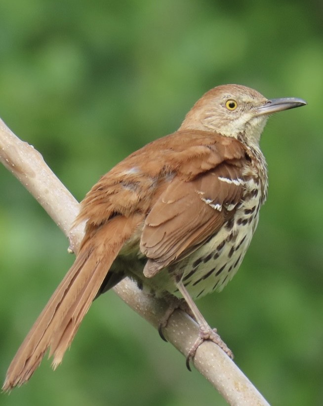 Brown Thrasher - Brenda Meese