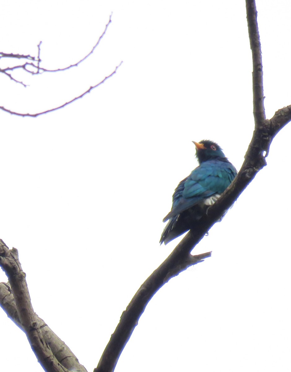 Asian Emerald Cuckoo - Hong Yuanhai