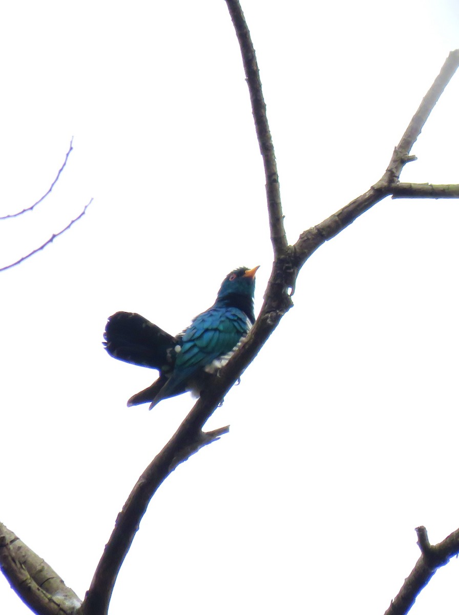 Asian Emerald Cuckoo - Hong Yuanhai