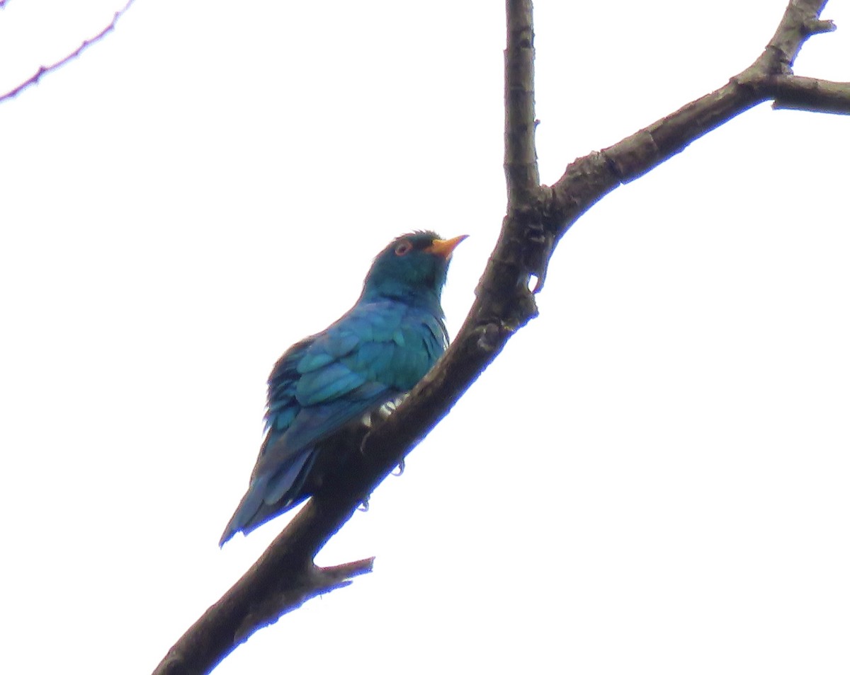 Asian Emerald Cuckoo - Hong Yuanhai