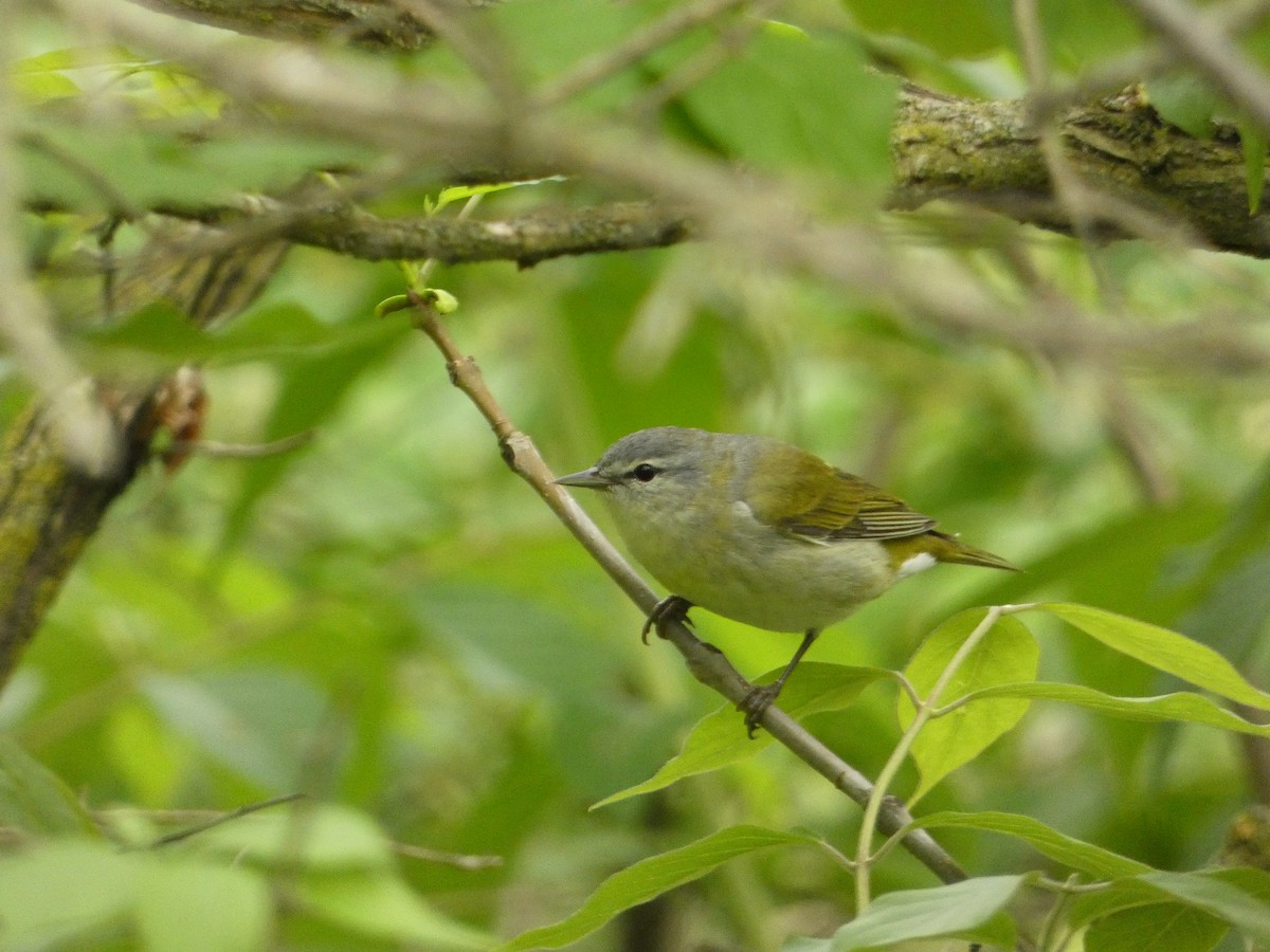 Tennessee Warbler - PJ M