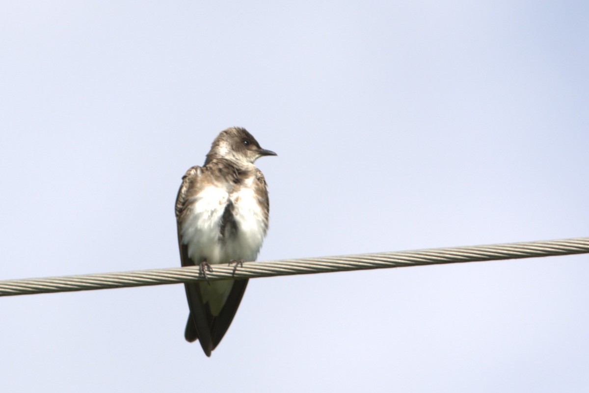 Brown-chested Martin - Thibault Desclos