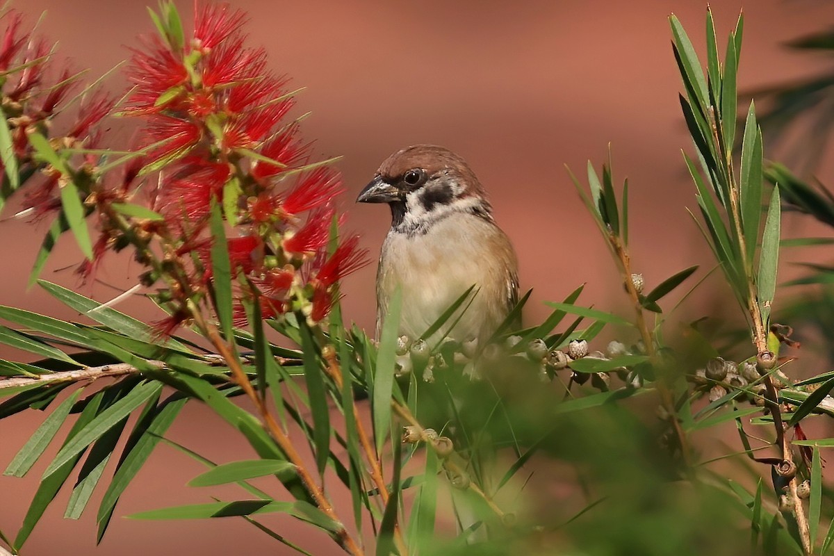 Eurasian Tree Sparrow - Leonardo Rassu