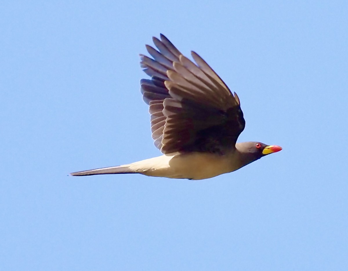 Yellow-billed Oxpecker - Tony Conway