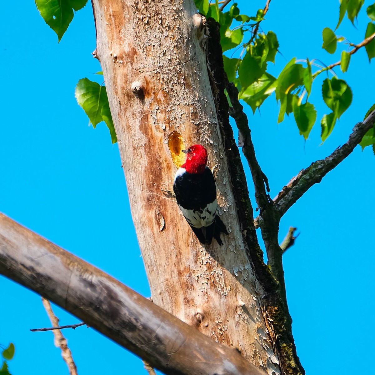 Red-headed Woodpecker - Andrew Dressel