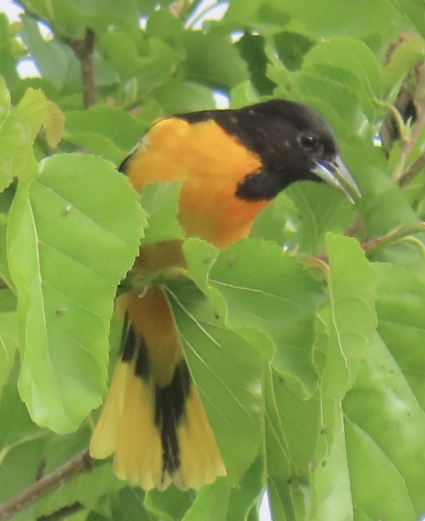 Baltimore Oriole - Brenda Meese