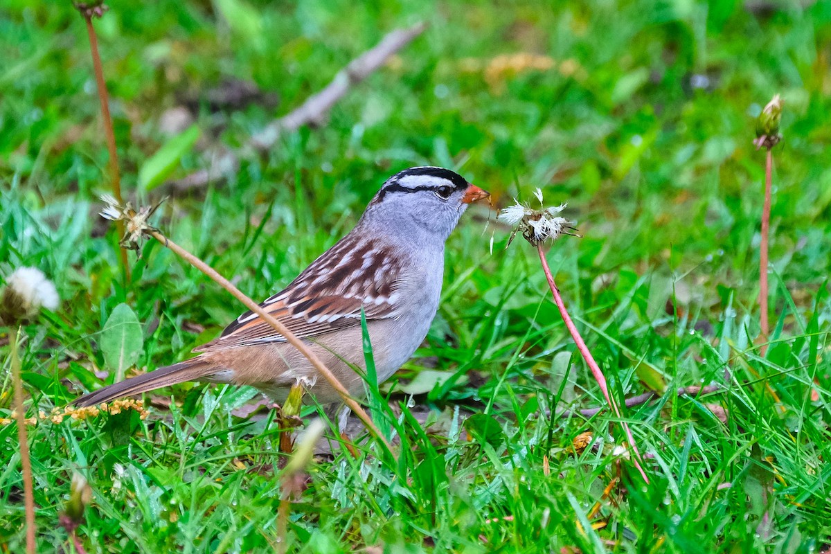 White-crowned Sparrow - Andrew Dressel