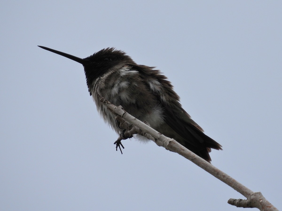 Colibri à gorge noire - ML619178318