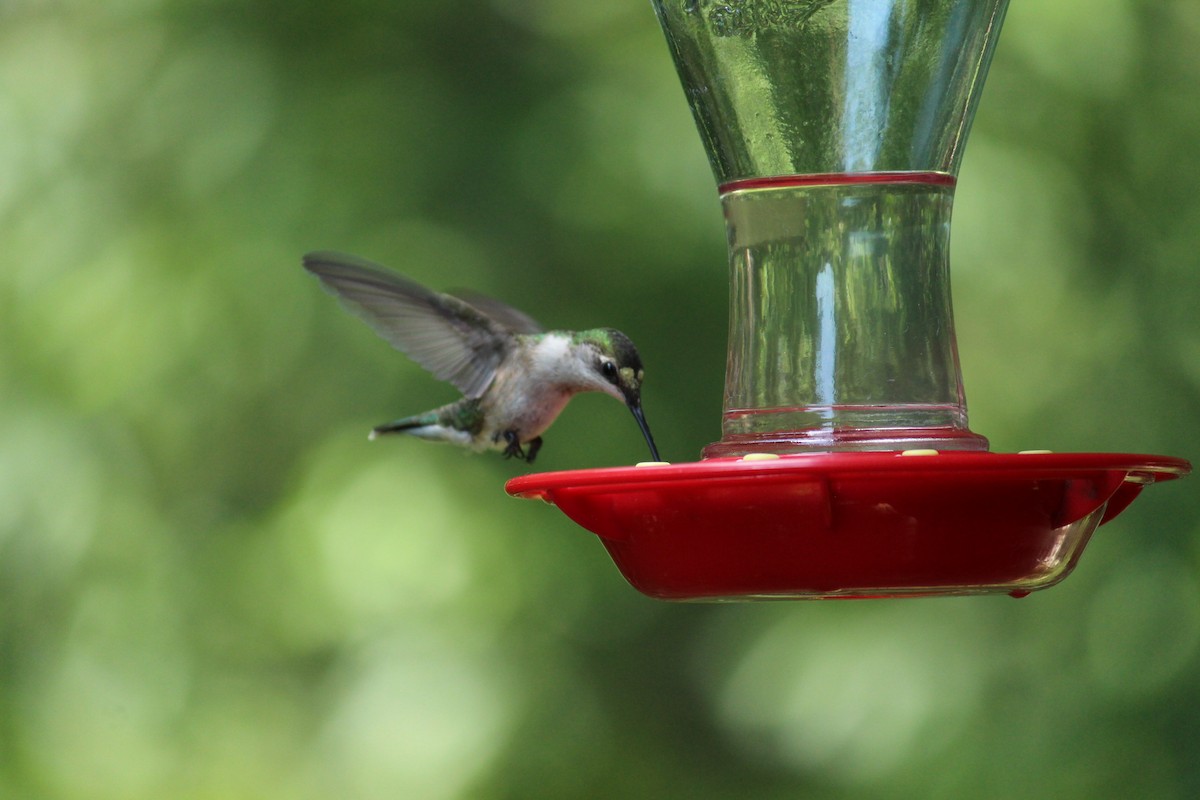 Ruby-throated Hummingbird - Lori Free
