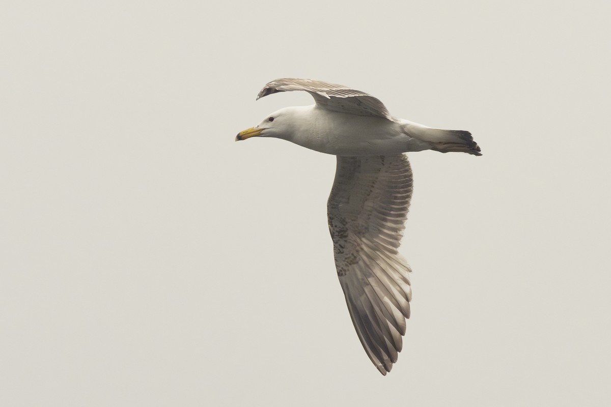 Caspian Gull - Radek Papranec