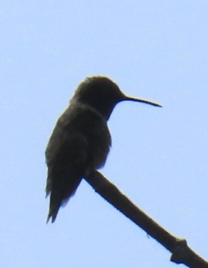 Ruby-throated Hummingbird - Brenda Meese